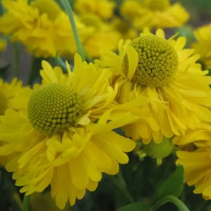 Flowers fotó helenium, telepítése és gondozása növekvő magról