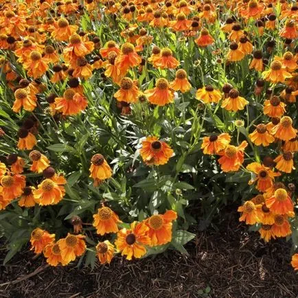 Flowers fotó helenium, telepítése és gondozása növekvő magról