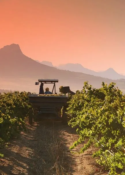 Mi a szőlőfajta Chardonnay (chardonnay), amatőr bor blog