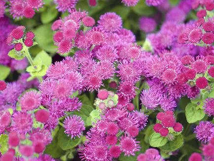Virág ageratum - gondozás és ültető, fotó ageratum, ageratum növekvő magról (ellátás) Virág ageratum - gondozás és ültető, fotó ageratum, ageratum növekvő magról