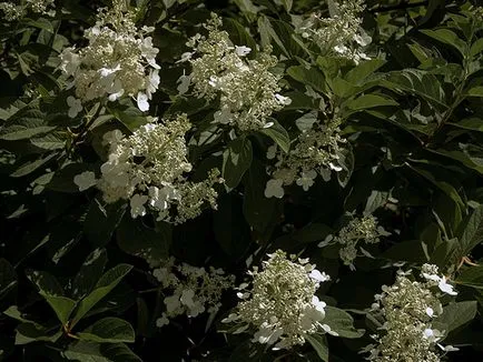 Hortenzia virág - ültetés és gondozás, hortenzia fotó, termesztés és kerti hortenzia paniculata