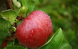 Apple bor recept otthon (videó)