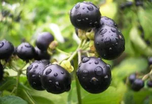 Berry Sunberry - hasznos tulajdonságokat és ellenjavallatok