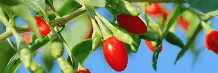 Goji hogyan kell használni rendesen