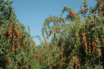 Goji - értékelések Orvosi