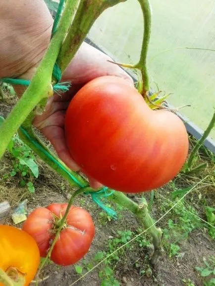 Apple szerelem „- ahogy a franciák mondják ... a termés 2016-ban, 3. fejezet