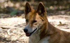 Dingo ausztrál dingó (Canis dingo) kép, területi eloszlása dingoes leírás szín méret (terület) Dingo ausztrál dingó (Canis dingo) kép, területi eloszlása dingoes leírás színben mérete