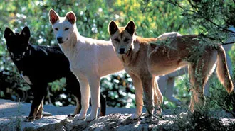 Dingo ausztrál dingó (Canis dingo) kép, területi eloszlása dingoes leírás színben mérete (ausztrál) Dingo ausztrál dingó (Canis dingo) kép, területi eloszlása dingoes leírás színben mérete