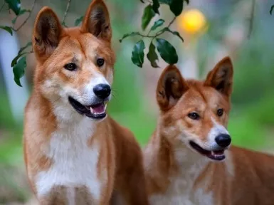 A Wild Dog Dingo