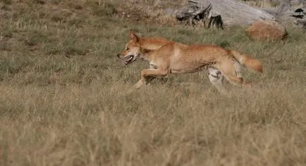 Dingo - egy kutya nem ugat