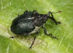 Weevil -, hogyan kell harcolni
