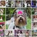 Képzési Yorkshire terrier különösen az oktatás (fotó) (Képzési Yorkshire terrier) Képzési Yorkshire terrier különösen az oktatás (fotó)