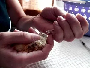 Főoldal Állatorvosi kit a broiler csirkék az első napon