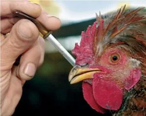 Főoldal Állatorvosi kit a broiler csirkék az első napon