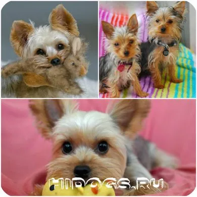 Képzési Yorkshire terrier különösen az oktatás (fotó) (Képzési Yorkshire terrier) Képzési Yorkshire terrier különösen az oktatás (fotó)