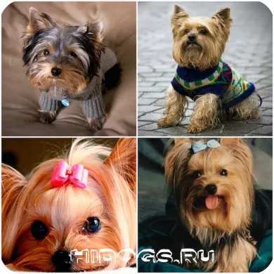 Képzési Yorkshire terrier különösen az oktatás (fotó) (képzés) Képzési Yorkshire terrier különösen az oktatás (fotó)