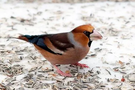 Magtörő pinty, magtörő pinty (Coccothraustes Coccothraustes), a természet az élőhely területe száma az indulás napja