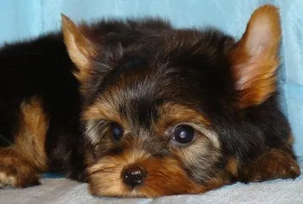 Képzési Yorkshire terrier - szakaszában a folyamat, én yorkmoy York