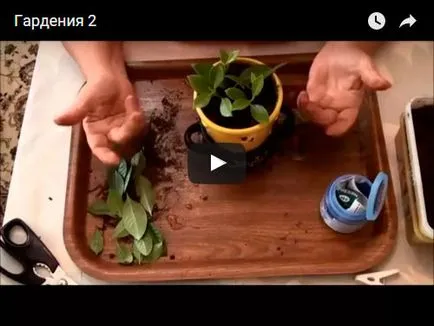 Főoldal gardénia - ellátás, fotó, transzplantáció Miért fekete gardénia, megszárítja és leesik