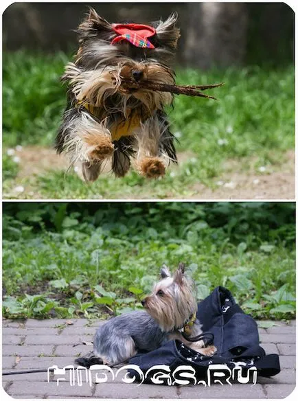 Képzési Yorkshire terrier különösen az oktatás (fotó) (Yorkshire) Képzési Yorkshire terrier különösen az oktatás (fotó)