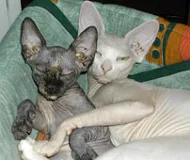 Tovább cat