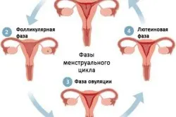 Proliferatív endometrium lépésben típusa