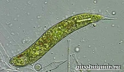Euglena zöld