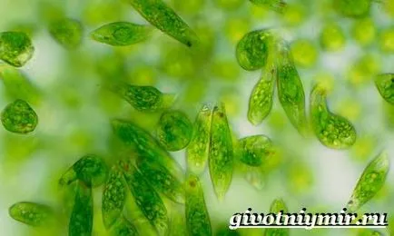 Euglena zöld