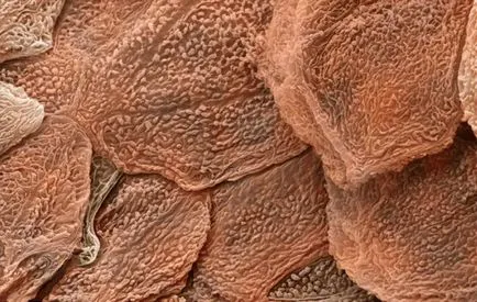 Az epidermisz - ez a szerkezet az epidermisz (a felhám) Epidermisz - ez a szerkezet a felhám