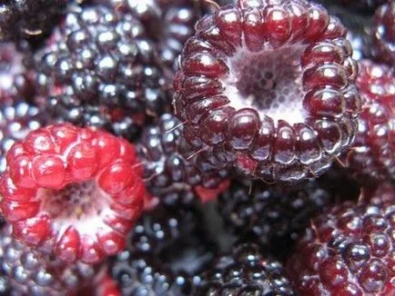 Blackberry hasznos tulajdonságai a részleteket (tulajdonságok) Blackberry hasznos tulajdonságai a részletek