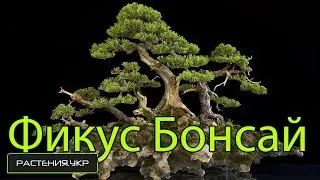 Ficus Ginseng ápolási otthon, fotók