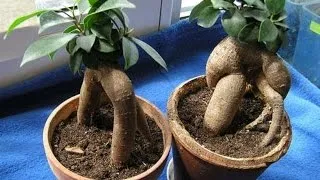 Ficus Ginseng ápolási otthon, fotók