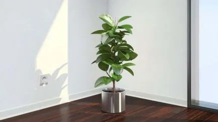 Ficus Elastica kialakulása egy koronát, hogyan kell vágni, és formálja a koronát megfelelően, a szabályok