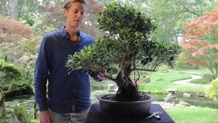 Ficus Ginseng mikrokarpa ápolási otthon, tenyésztés
