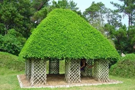 Ficus Elastica hogyan alkotnak a koronát otthon