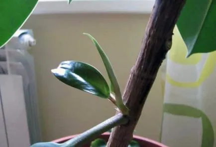 Ficus Elastica hogyan alkotnak a koronát otthon