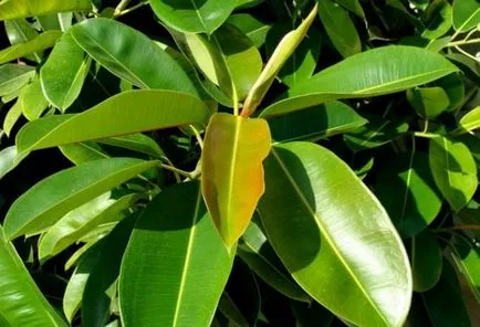 Ficus Elastica kialakulása egy koronát, hogyan kell vágni, és formálja a koronát megfelelően, a szabályok