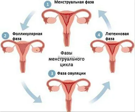 A fázisokat a menstruációs ciklus a nők a természetben előforduló hormon, asztalok, leírás napon (menstruációs fázis hormonok) Fázis a menstruációs ciklus a nők a természetben előforduló hormon, asztal, leírása a napok