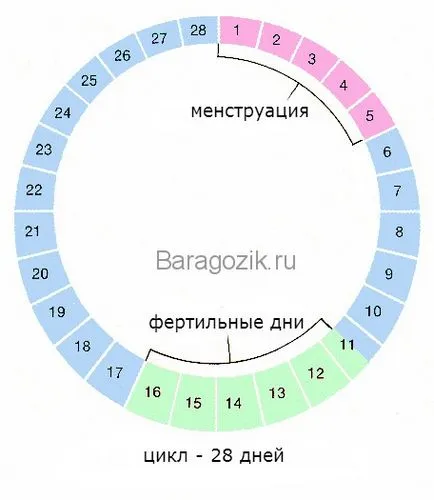 A fázisokat a menstruációs ciklus a nők a természetben előforduló hormon, asztalok, leírás napon (4 menstruációs fázis) Fázis a menstruációs ciklus a nők a természetben előforduló hormon, asztal, leírása a napok