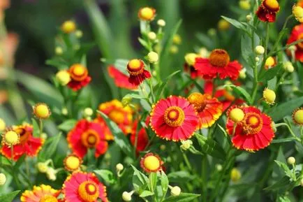 Helenium termesztés és karbantartás, fotó, grade