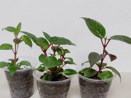 Fuchsia termesztés és ápolási otthon, kiültetés, műtrágyázás