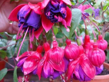 Fuchsia termesztés és ápolási otthon, kiültetés, műtrágyázás