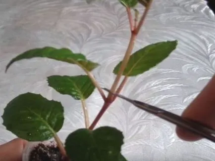 Fuchsia termesztés és ápolási otthon, kiültetés, műtrágyázás