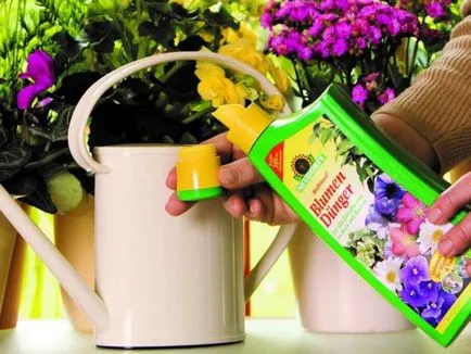 Fuchsia termesztés és ápolási otthon, kiültetés, műtrágyázás