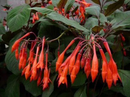 Fuchsia termesztés és ápolási otthon, kiültetés, műtrágyázás