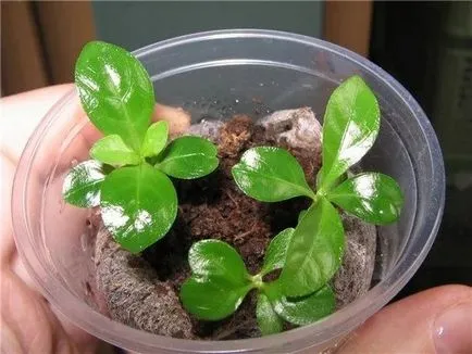 Gardenia Jasmine hálószoba gondozóotthoni fotó