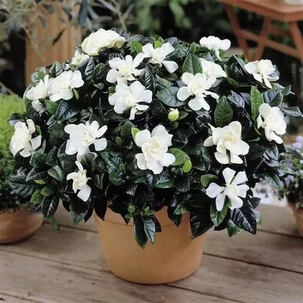 Gardenia Jasmine hálószoba gondozóotthoni fotó