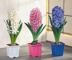 Jácint egy bankot otthoni gondozást, hogyan kell a víz, növényi, transzplantáció, hogyan kell gondoskodni otthonok