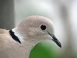 Dove kopogtatott vagy felrobbant, vagy ült az ablak