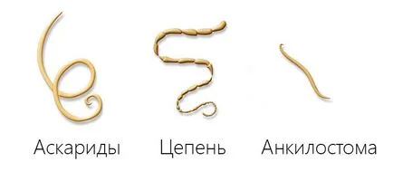 Worms és macskák macska fajok (nevek), tünetei és kezelése (macska) Worms és macskák macska fajok (nevek), tünetei és kezelése